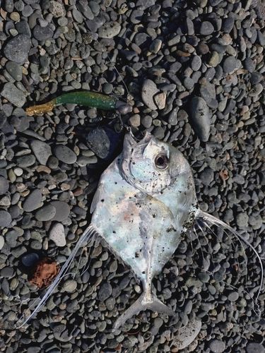 イトヒキアジの釣果