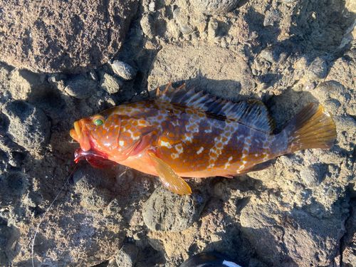 キジハタの釣果