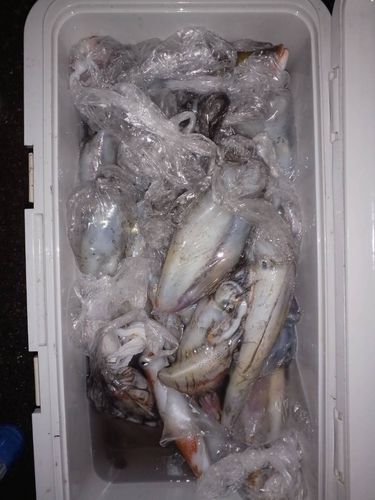 ケンサキイカの釣果
