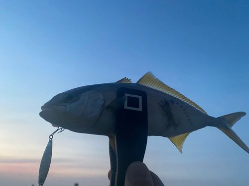 ショゴの釣果