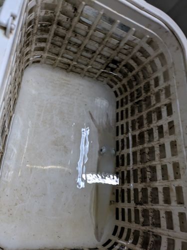 ケンサキイカの釣果