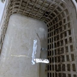ケンサキイカ