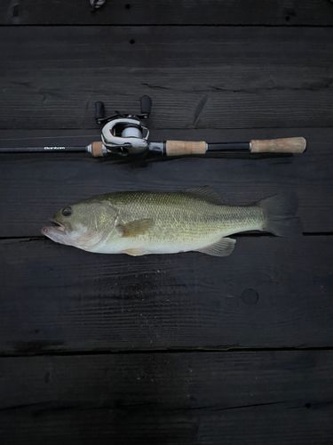 ラージマウスバスの釣果