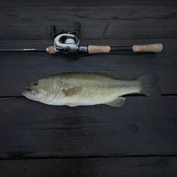 ラージマウスバス