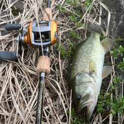 ラージマウスバス