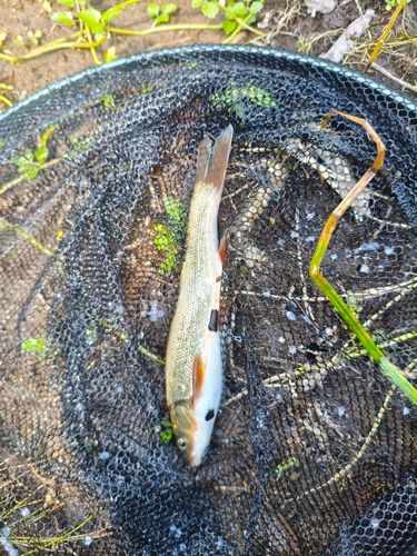 ウグイの釣果