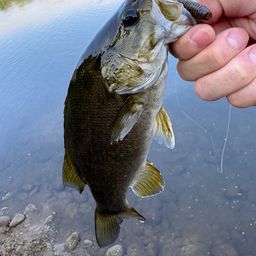 スモールマウスバス