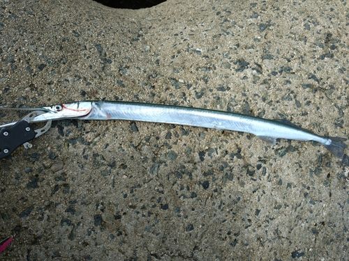 ダツの釣果