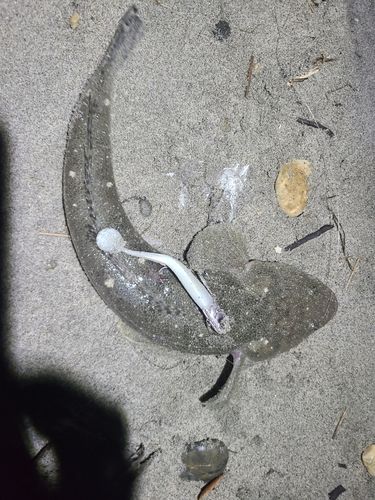マゴチの釣果