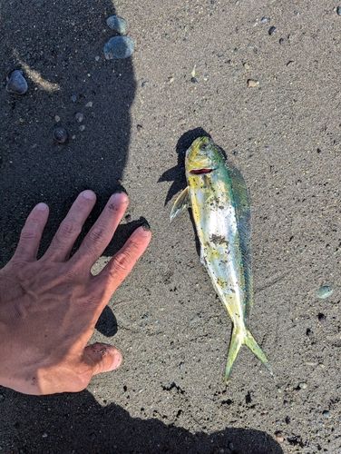 シイラの釣果