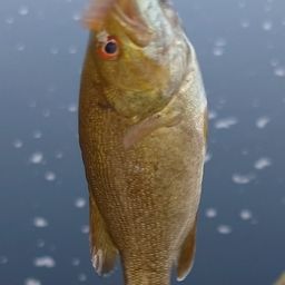 スモールマウスバス