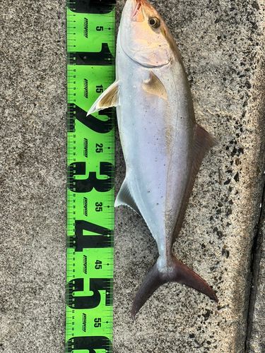 釣果