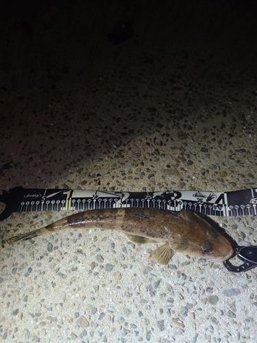 イネゴチの釣果