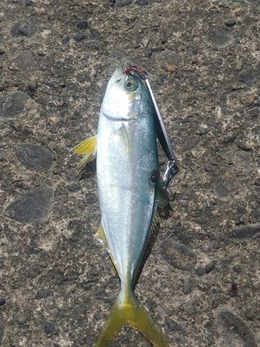 コゾクラの釣果