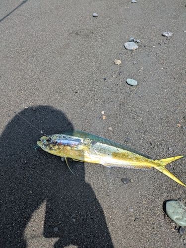 シイラの釣果