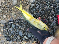シイラの釣果