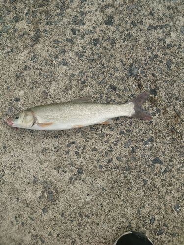ウグイの釣果