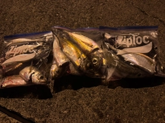 メアジの釣果