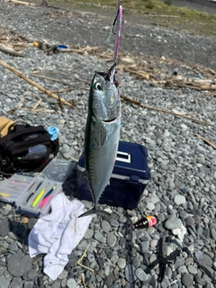 カツオの釣果