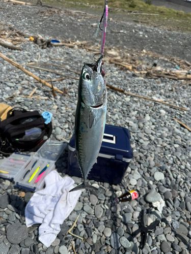 カツオの釣果