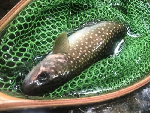 イワナの釣果