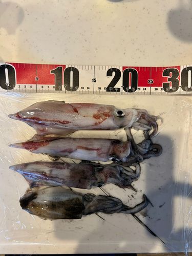 ケンサキイカの釣果
