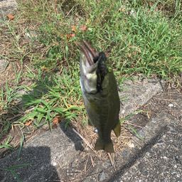 ブラックバス