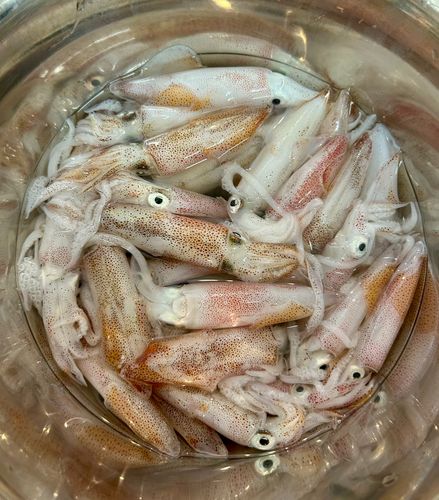 チイチイイカの釣果