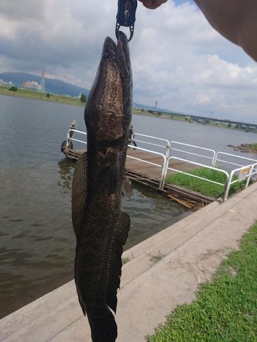 ライギョの釣果