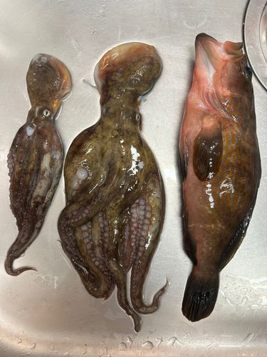 タコの釣果