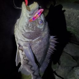 クロダイ