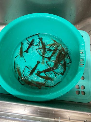 テナガエビの釣果