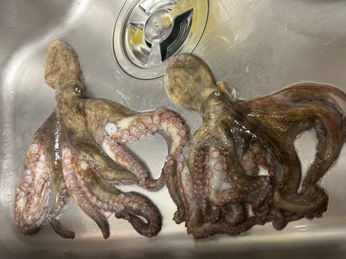 タコの釣果