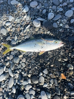ワカシの釣果