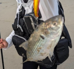 コノシロの釣果