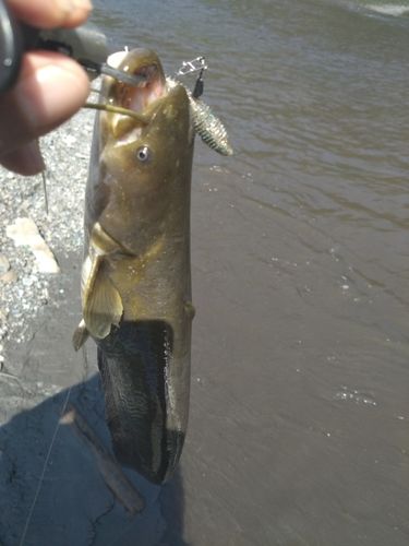 ナマズの釣果