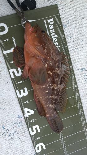 キジハタの釣果