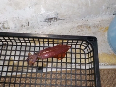 ケンサキイカの釣果