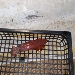 ケンサキイカ