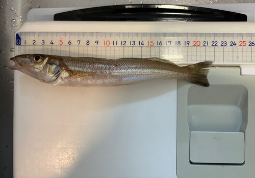 キスの釣果