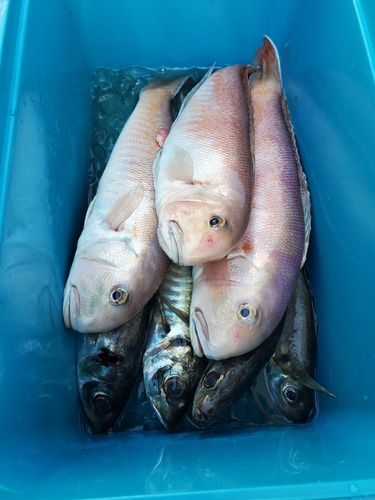 アマダイの釣果
