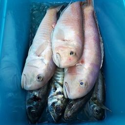 アマダイ