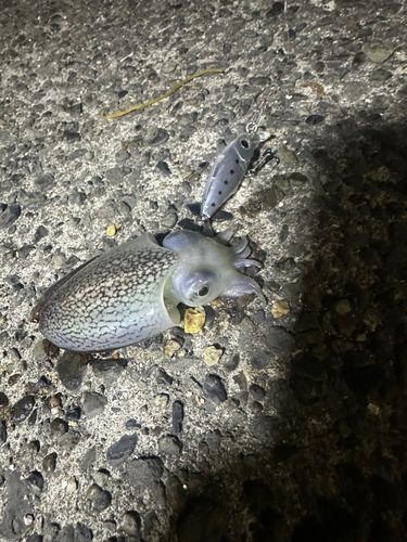 シリヤケイカの釣果