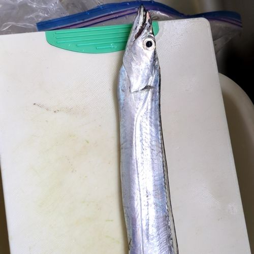 タチウオの釣果
