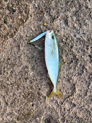 チャリコの釣果