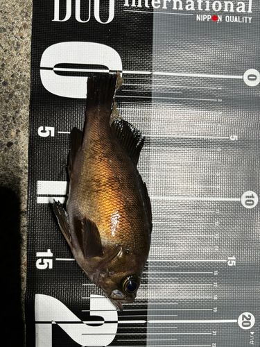 クロメバルの釣果