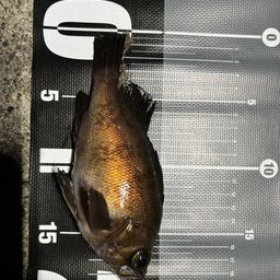 クロメバル
