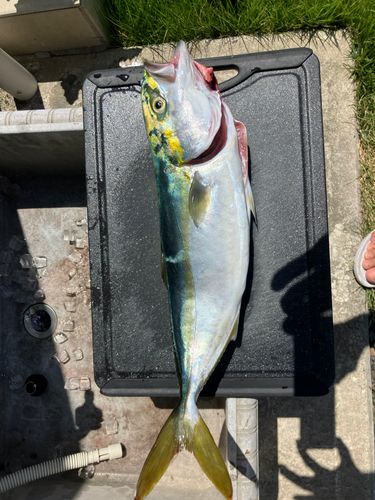 釣果