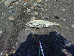 ワカシの釣果