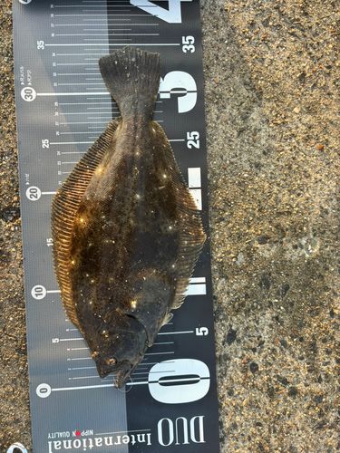 ヒラメの釣果